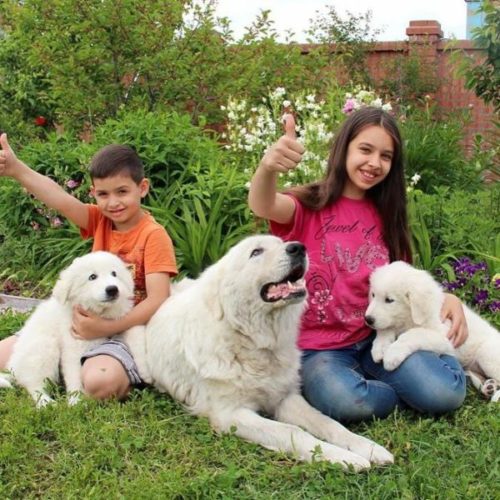 Итальянские мареммо-абруццкие овчарки и дети Итальянские мареммо-абруццкие овчарки и дети