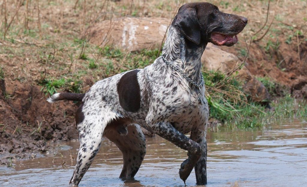 12 лучших пород легавых собак