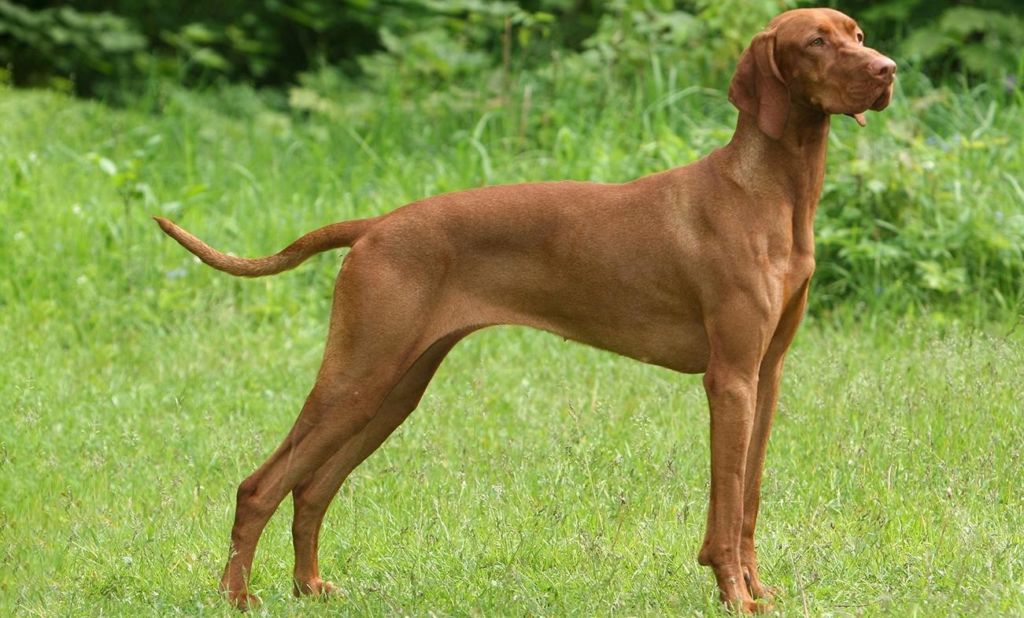 12 лучших пород легавых собак