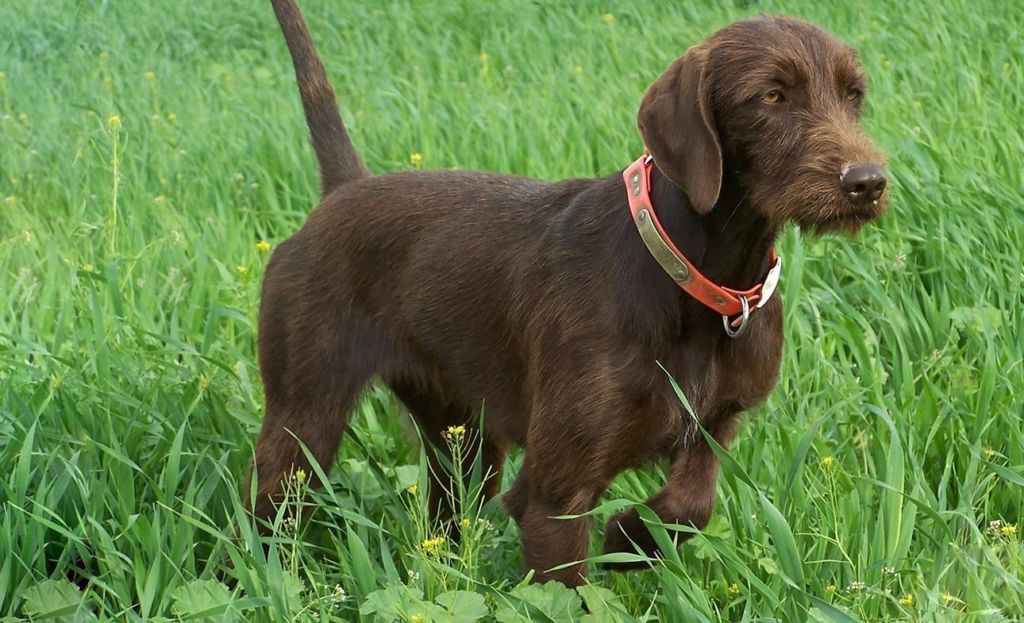 12 лучших пород легавых собак