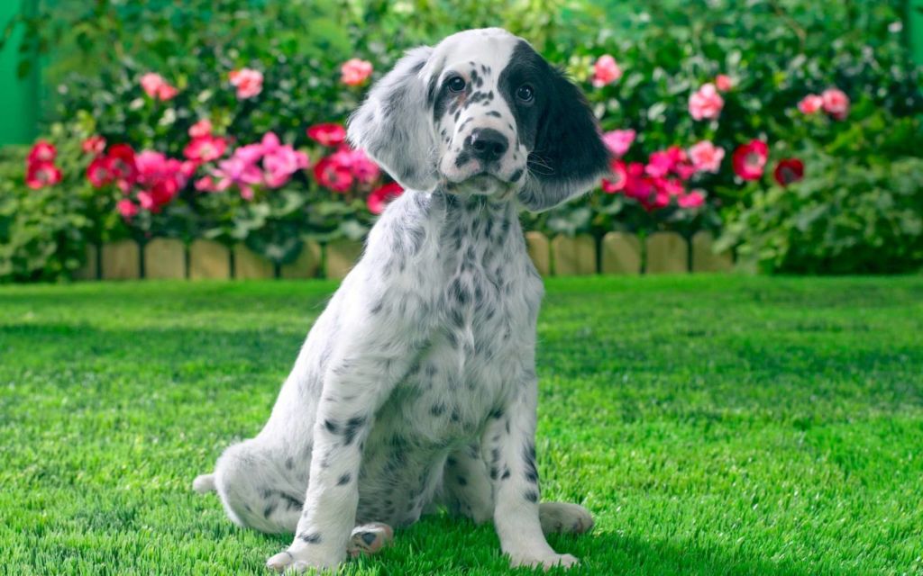 12 лучших пород легавых собак