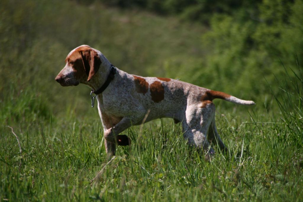 12 лучших пород легавых собак