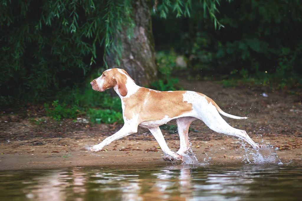 12 лучших пород легавых собак
