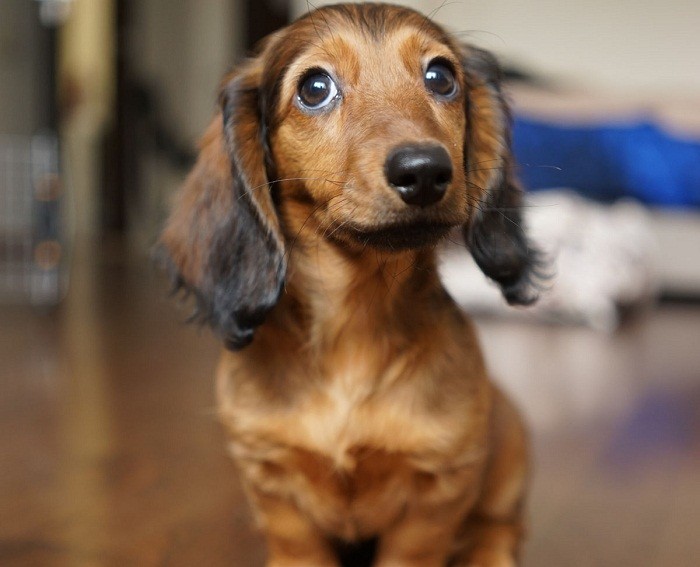 Где купить и цена