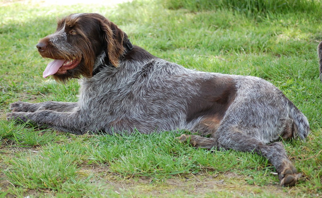 12 лучших пород легавых собак