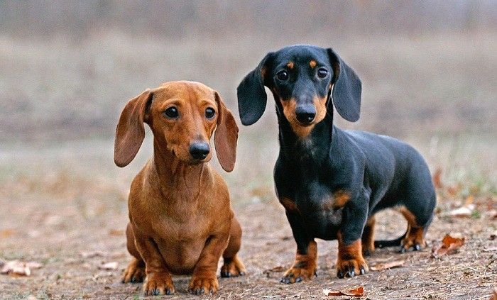 История происхождения