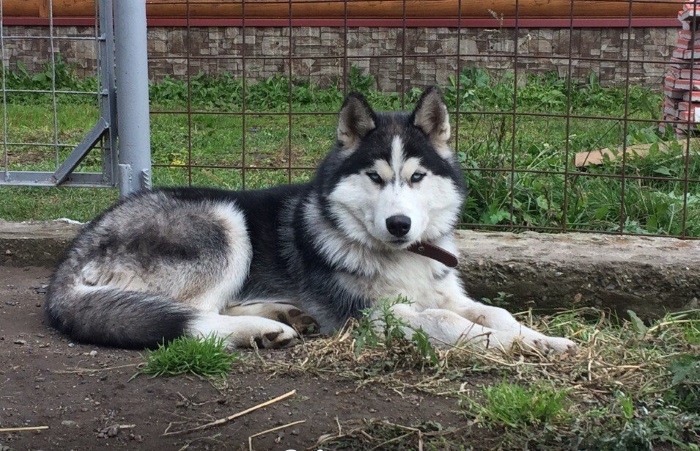 Срок жизни питомца Содержание на цепи не подходит