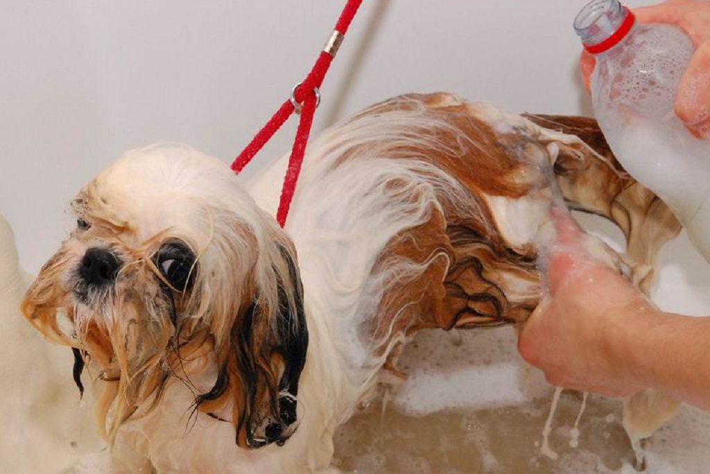 Ши - тцу: плюсы и минусы породы