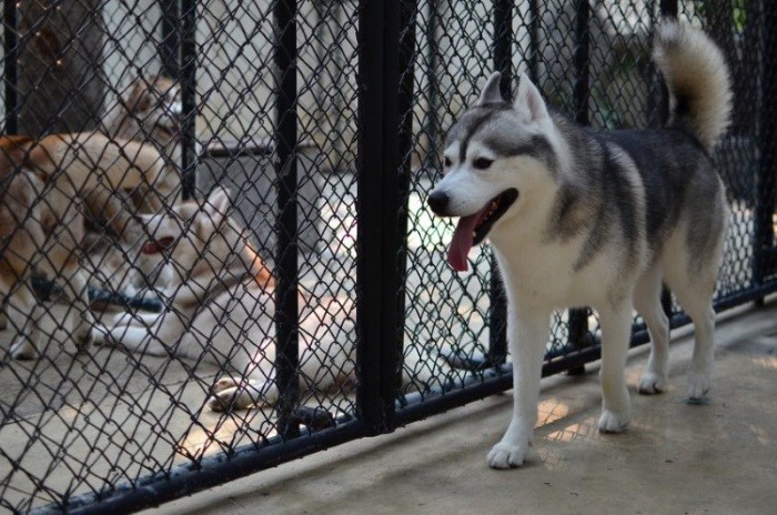 Построить своими руками Содержание в вольере