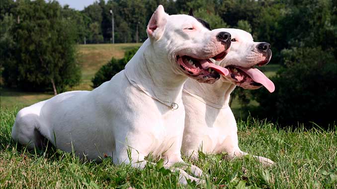 фото собак породы аргентинский дог