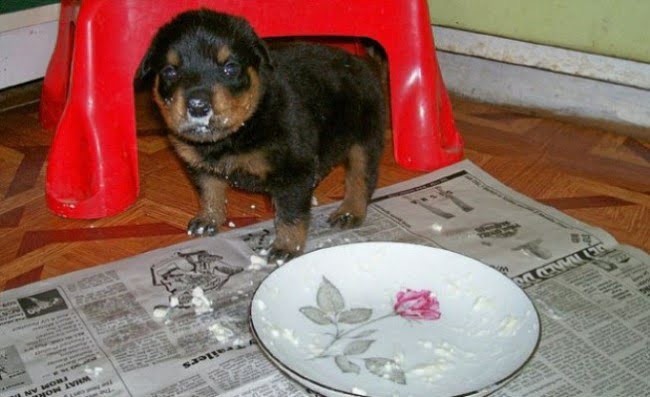 кисломолочные продукты для щенка ротвейлера