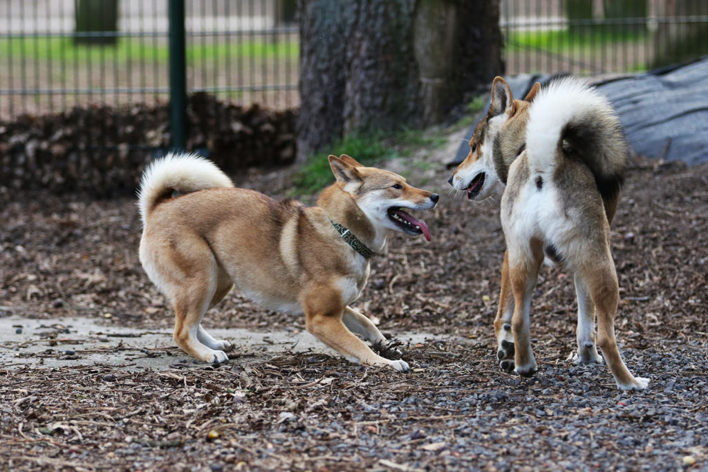 12 популярных японских пород собак