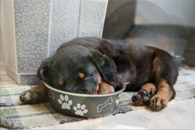щенок ротвейлера уснул мордой в миске