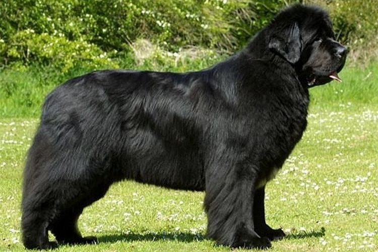 Ньюфаундленд