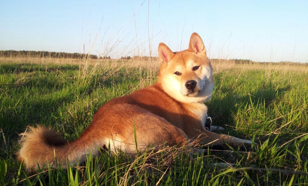 12 популярных японских пород собак