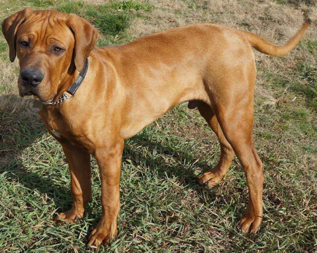 12 популярных японских пород собак