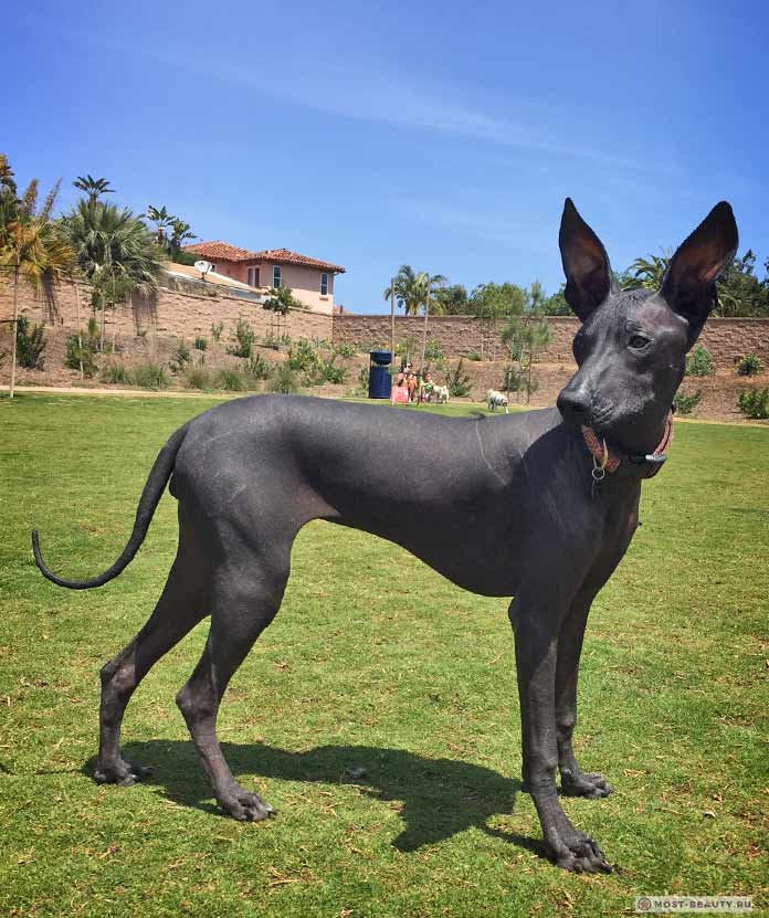 Перуанская орхидея инков