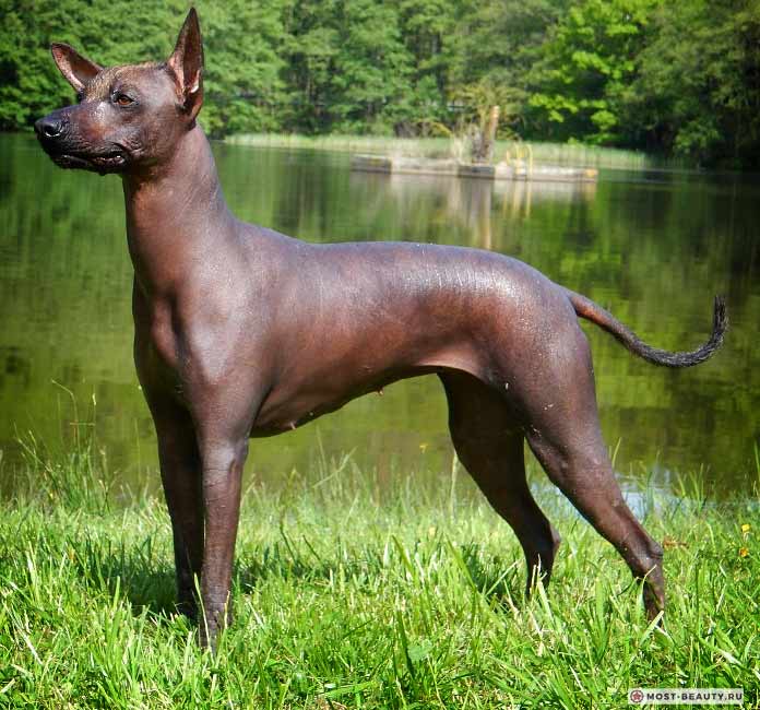 Перуанская орхидея инков - одна из лысых пород собак