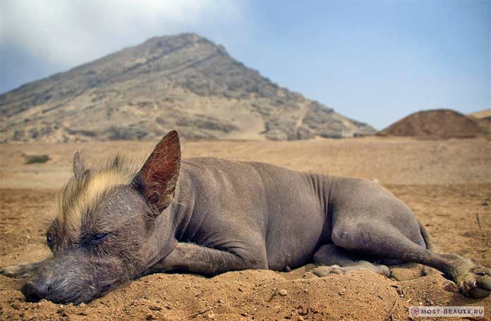 Перуанская орхидея инков
