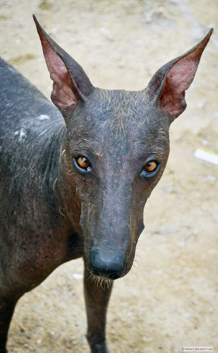 Удивительные лысые породы собак: Перуанская орхидея инков
