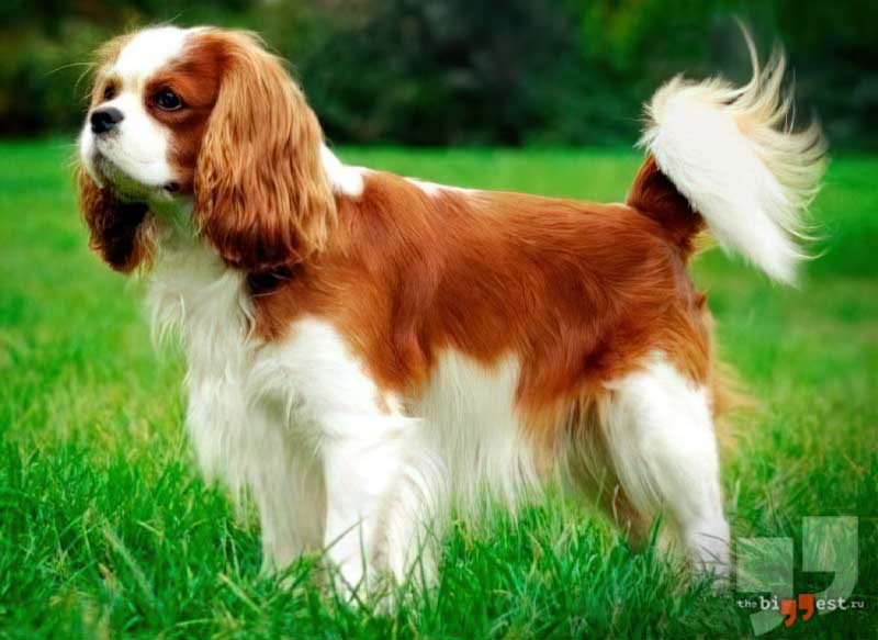 Английский той-спаниель