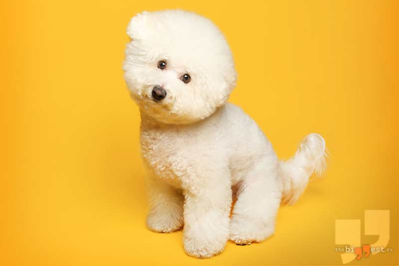 Бишон фризе сс0