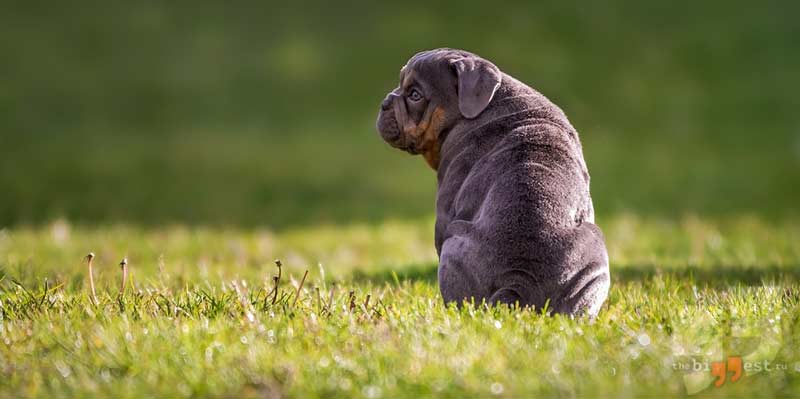 Бульдог сс0