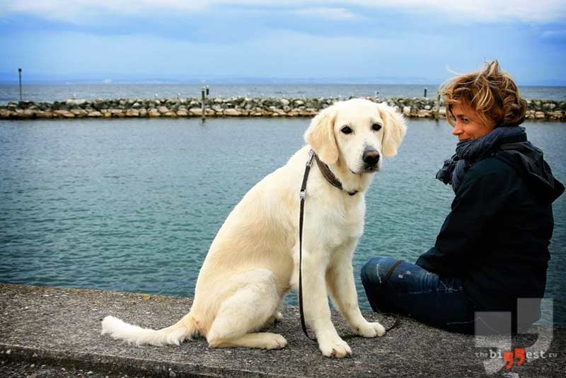 Золотистый ретривер сс0