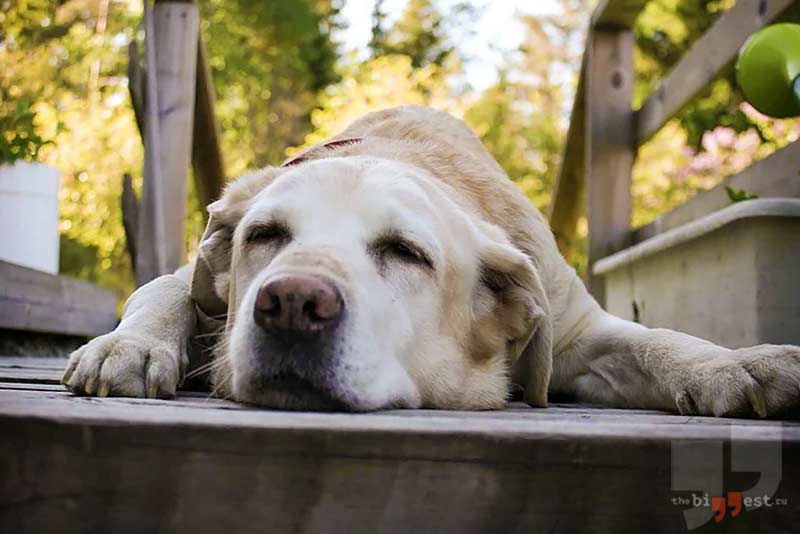 Одна из самых добрых пород собак - Лабрадор-ретривер сс0