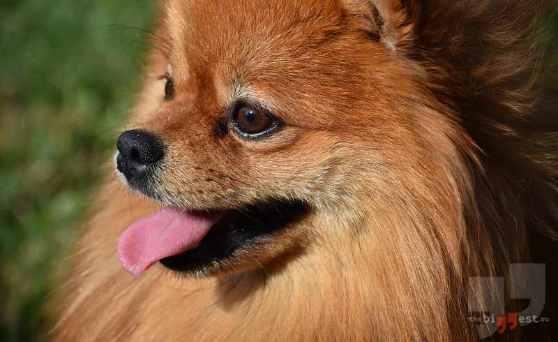 Померанский шпиц cc0