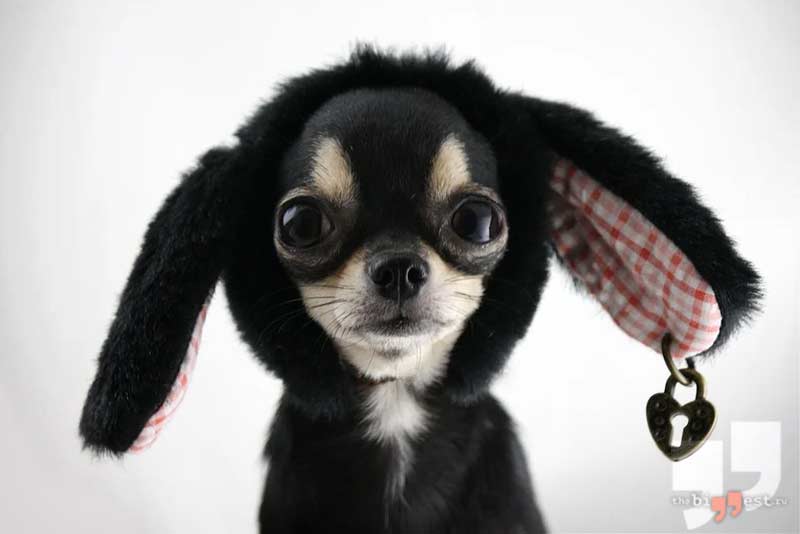 Чихуахуа сс0