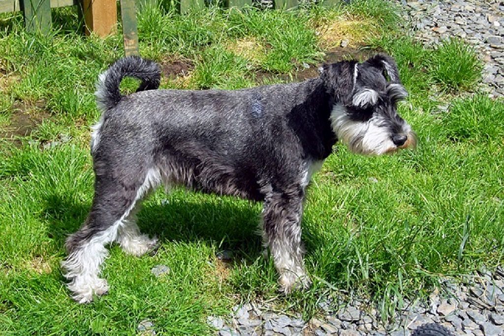 Сколько живут цвергшнауцеры?