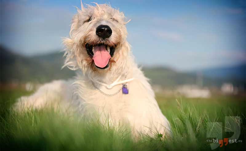 Ирландский волкодав