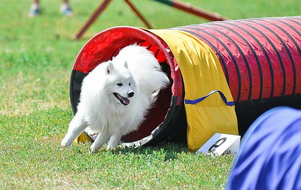 Японский-шпиц-собака-Описание-особенности-уход-и-содержание-породы-16