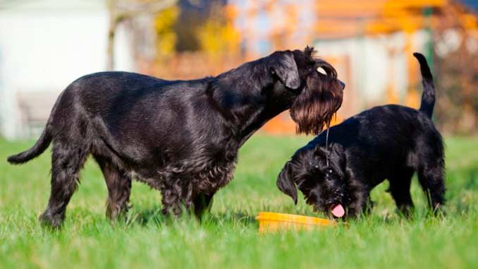 миттельшнауцер фото со щенком