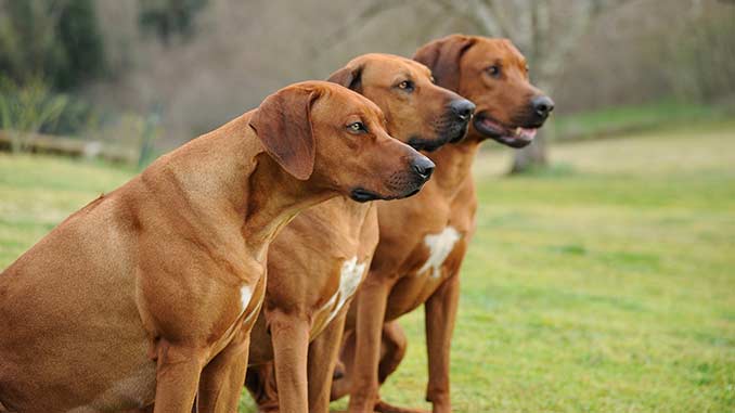 фото собак родезийский риджбек