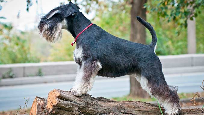 серебристый миттельшнауцер фото