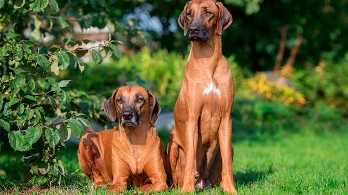 пара собак породы родезийский риджбек фото