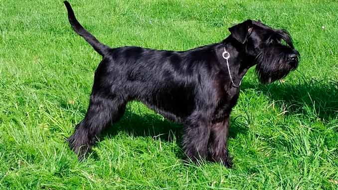 черный миттельшнауцер фото