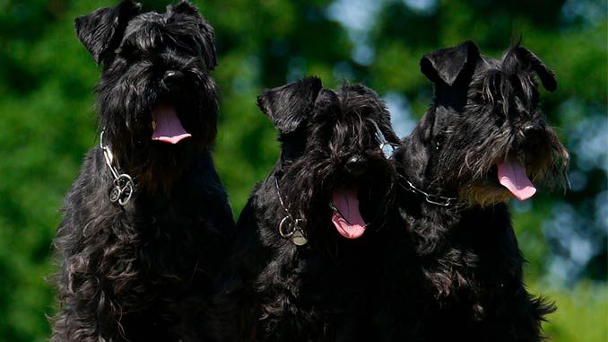 фото собак породы миттельшнауцер