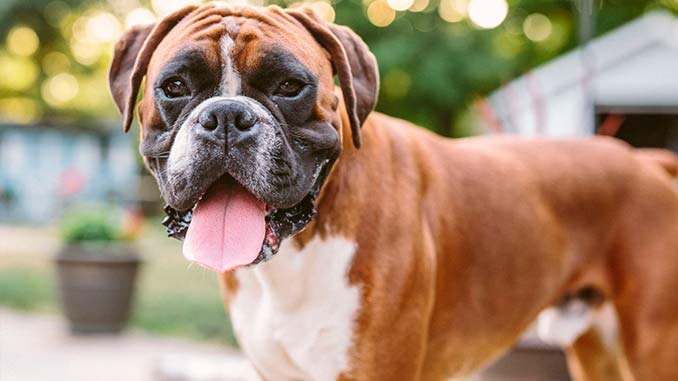 фото рыжего немецкого боксера