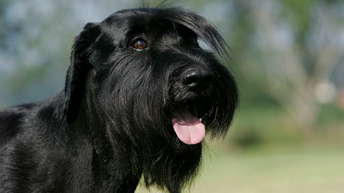 миттельшнауцер фото крупным планом