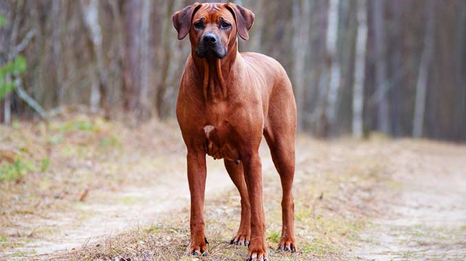 порода собак родезийский риджбек фото