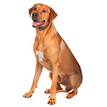 родезийский риджбек фото взрослой собаки