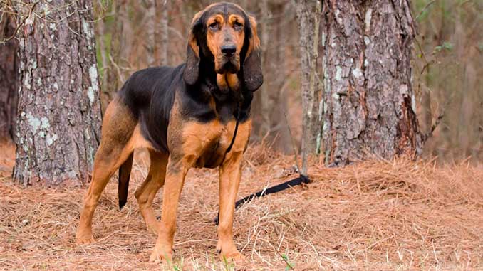 бладхаунд черно-рыжий фото