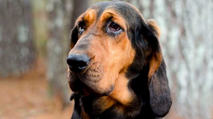 Бладхаунд фото крупным планом