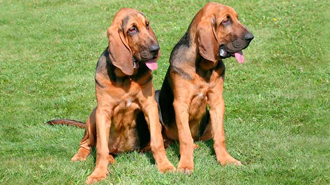 фото собак породы Бладхаунд