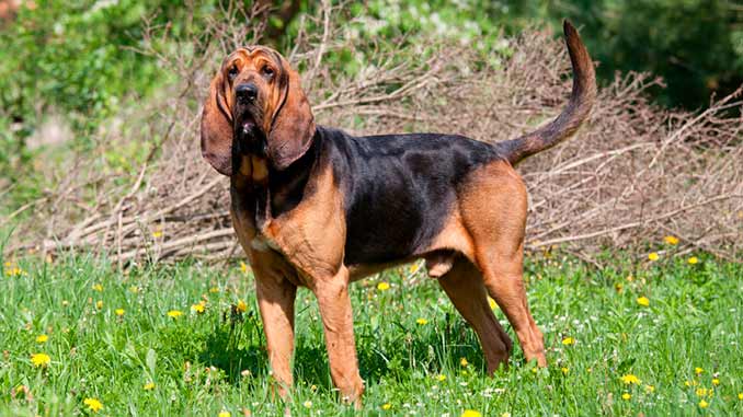 Фото собаки породы бладхаунд