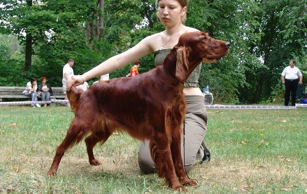 Ирландский-сеттер-собака-Описание-особенности-виды-уход-и-содержание-породы-13