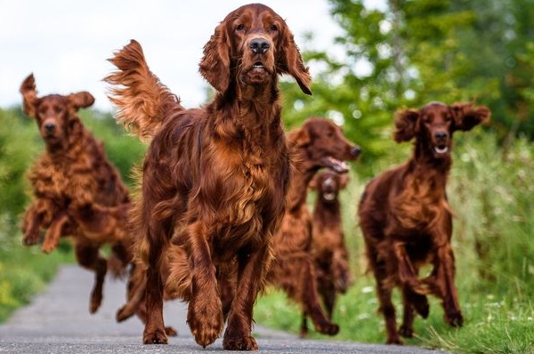 Ирландский-сеттер-собака-Описание-особенности-виды-уход-и-содержание-породы-16